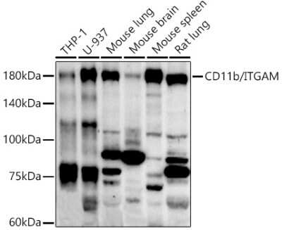 Western Blot: CD11b AntibodyAzide and BSA Free [NBP2-92978]